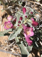 Penstemon albomarginatus