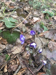 Hepatica nobilis