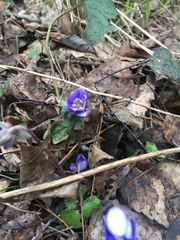 Hepatica nobilis
