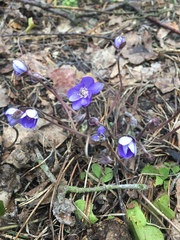Hepatica nobilis