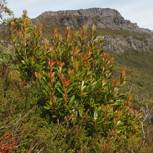 Cenarrhenes nitida, photograph 4