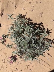 Penstemon albomarginatus