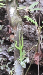 Anolis cuvieri