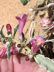 Penstemon albomarginatus
