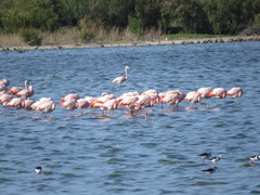 Phoenicopterus chilensis