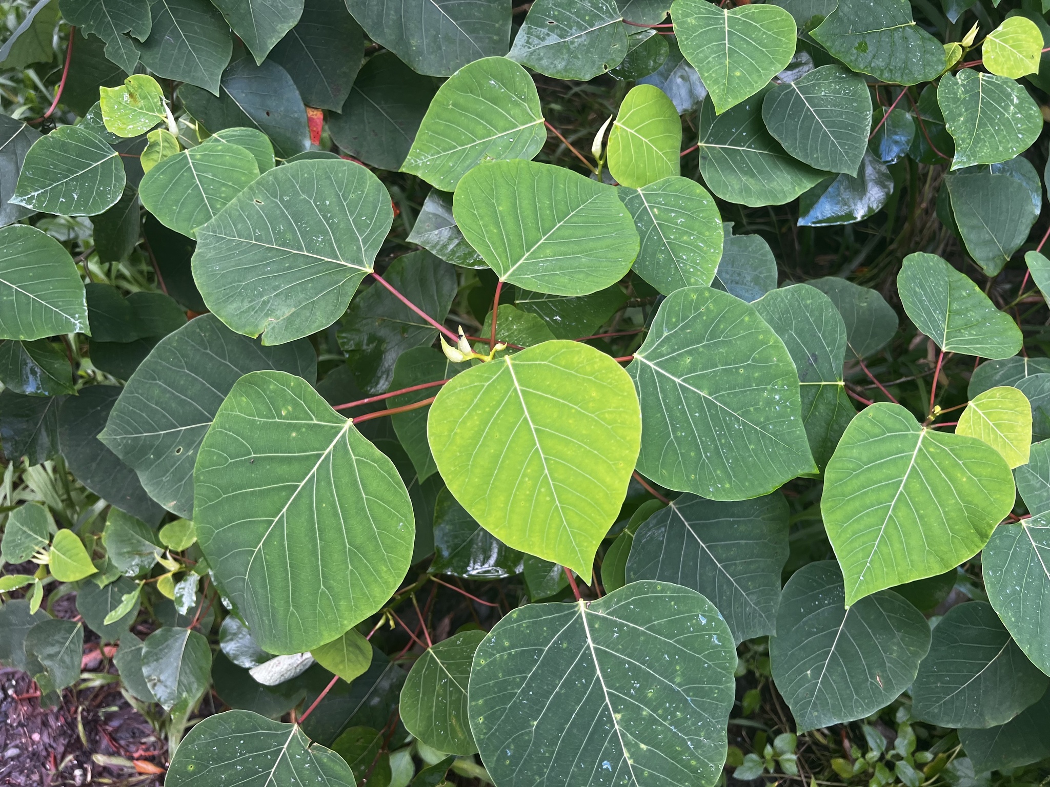 Imagem de Homalanthus novoguineensis