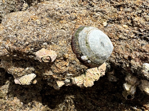 Cellana tramoserica