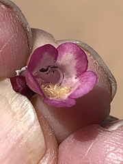 Penstemon albomarginatus