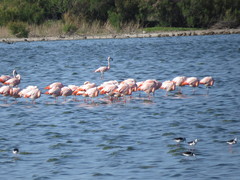 Himantopus mexicanus