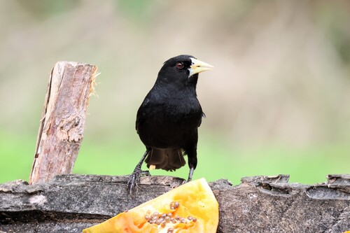 Solitary Cacique (Cacicus solitarius)