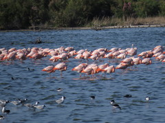 Chroicocephalus maculipennis
