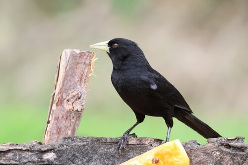 Solitary Cacique (Cacicus solitarius), photo 2