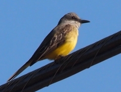 Tyrannus melancholicus