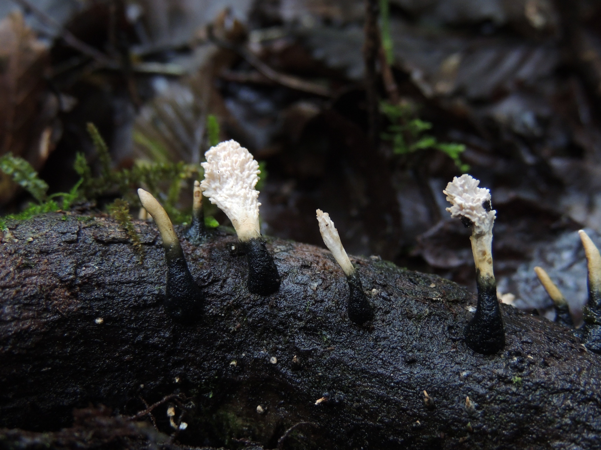 Xylocoremium flabelliforme image
