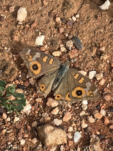Meadow Argus