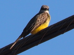 Tyrannus melancholicus