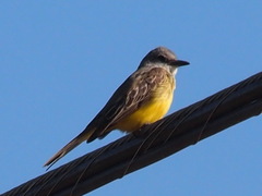 Tyrannus melancholicus