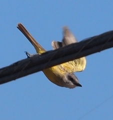 Tyrannus melancholicus