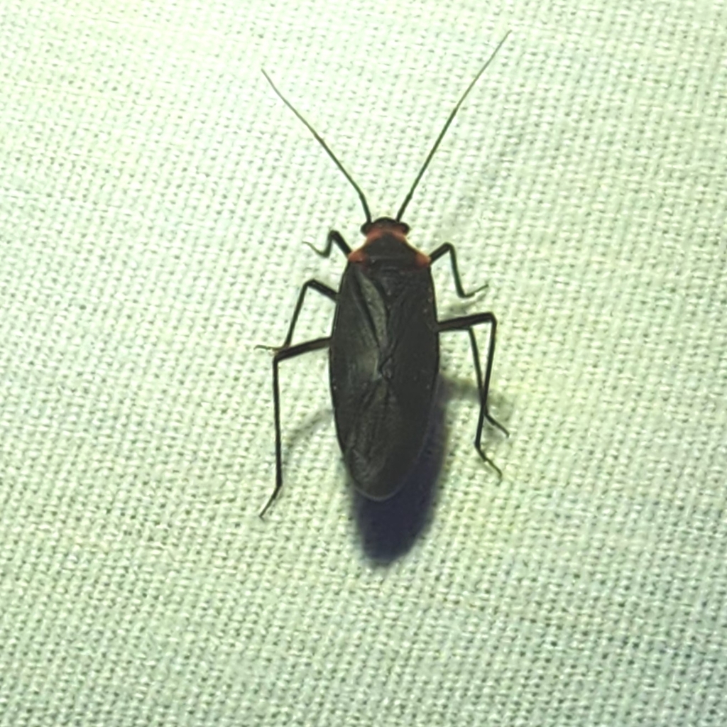 Hatching Insects April Insects in April 2026 by Emily · iNaturalist