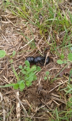 Thorectes intermedius