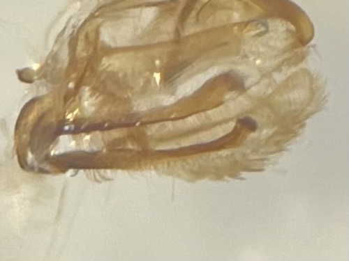 Gray Tortrix photo 5