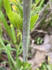 Raphanus raphanistrum