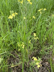 Raphanus raphanistrum