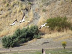 Phoenicopterus chilensis