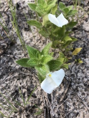 Pombalia calceolaria