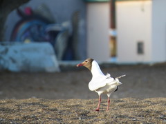 Chroicocephalus maculipennis