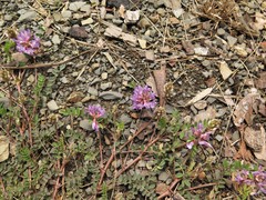 Astragalus distortus engelmannii