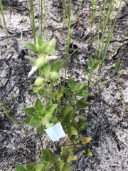 Pombalia calceolaria