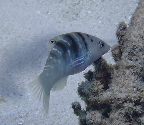 Coris batuensis observed 2026-04-15