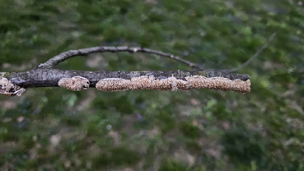 Irpex lacteus · April 2026 · photo: © rust_bucket (iNaturalist, cc-by)