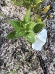 Pombalia calceolaria