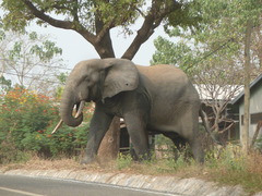 Loxodonta