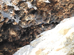 Geotrigona acapulconis