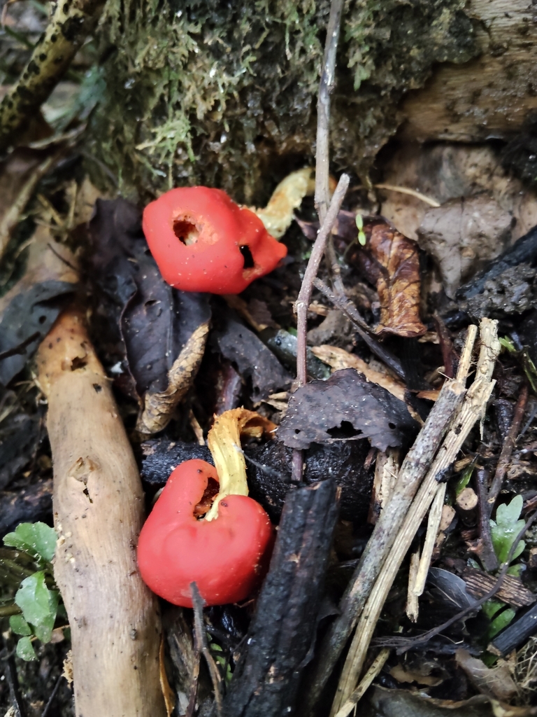 Leratiomyces erythrocephalus · April 2026 · photo: © john_barkla (iNaturalist, cc0)
