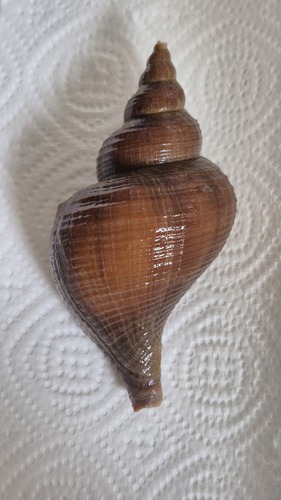 Neptunea constricta, 2025-10-28
