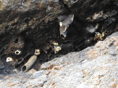 Geotrigona acapulconis