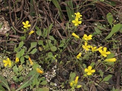 Physaria filiformis