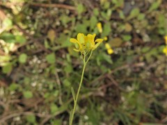 Physaria filiformis