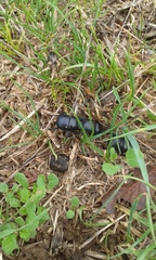 Thorectes intermedius