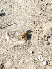 Tachina ursina