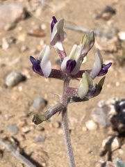 Astragalus tidestromii