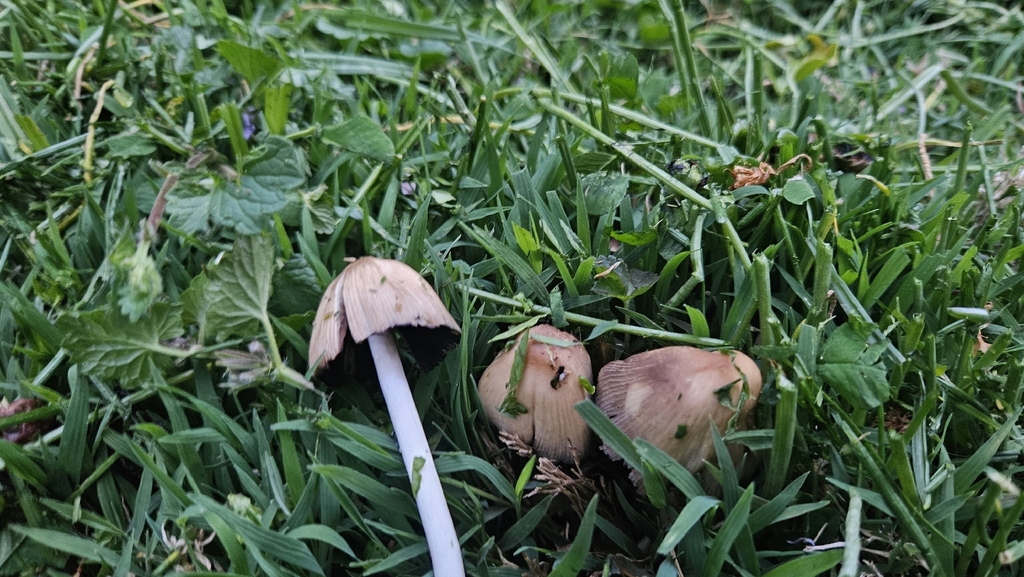 Coprinellus micaceus · April 2026 · photo: © rust_bucket (iNaturalist, cc-by)