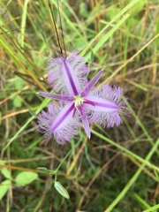 Thysanotus banksii
