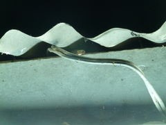 Hemidactylus angulatus