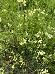 Raphanus raphanistrum