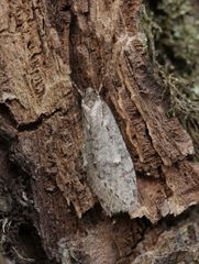 Semioscopis avellanella
